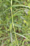 Leafy bulrush